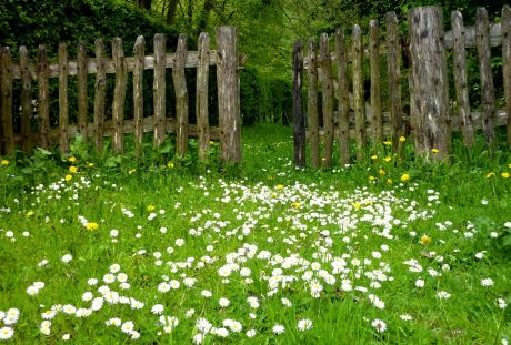 花园草地上的白色野花花朵