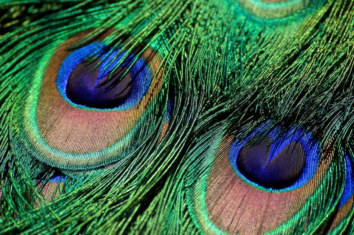 孔雀羽毛、虹彩、绿色免费图片