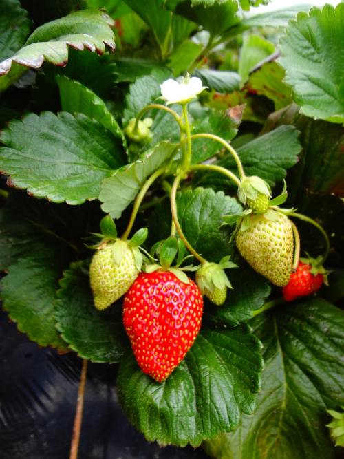 草莓植物、草莓