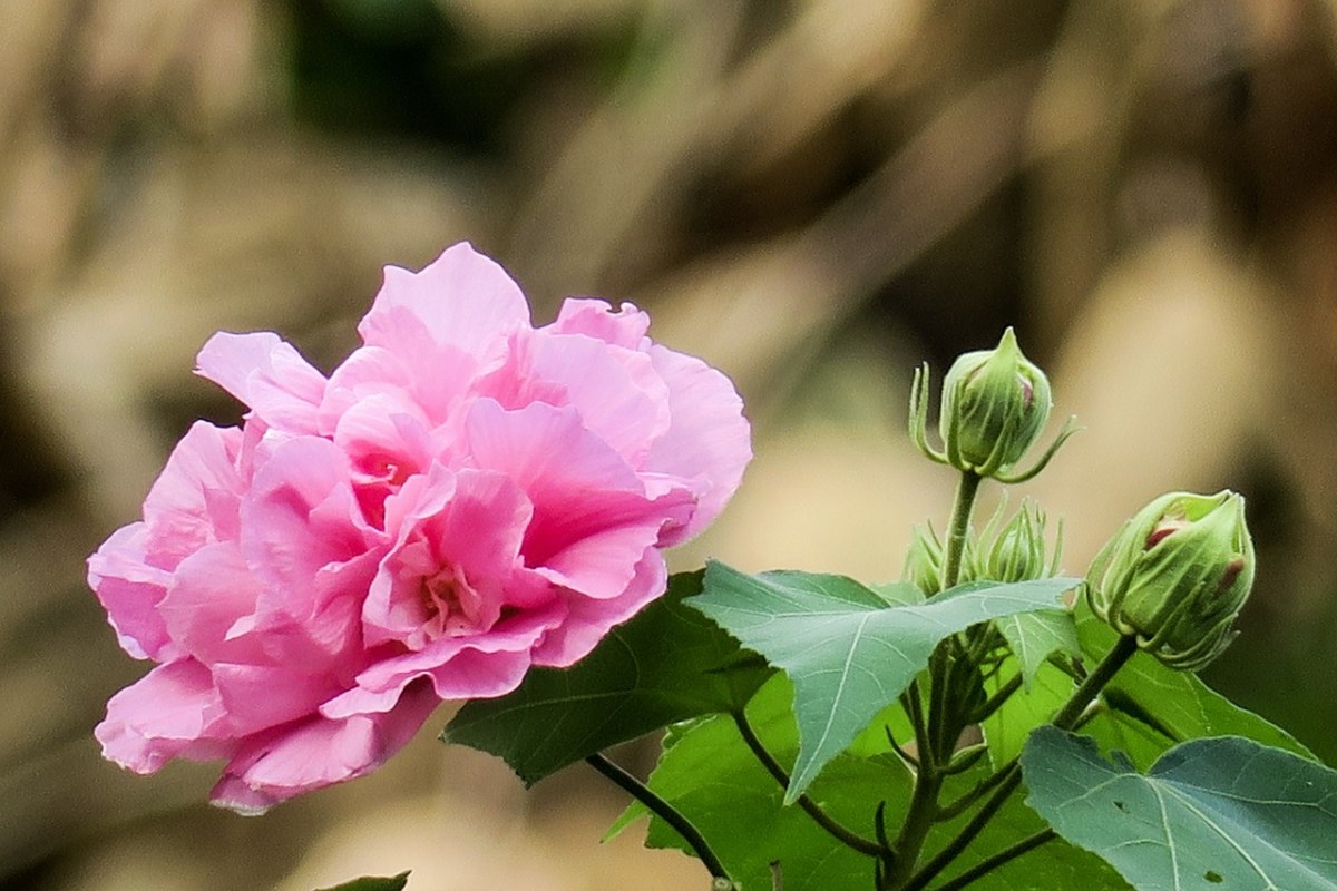 粉色的木芙蓉花朵与花蕾免费图片