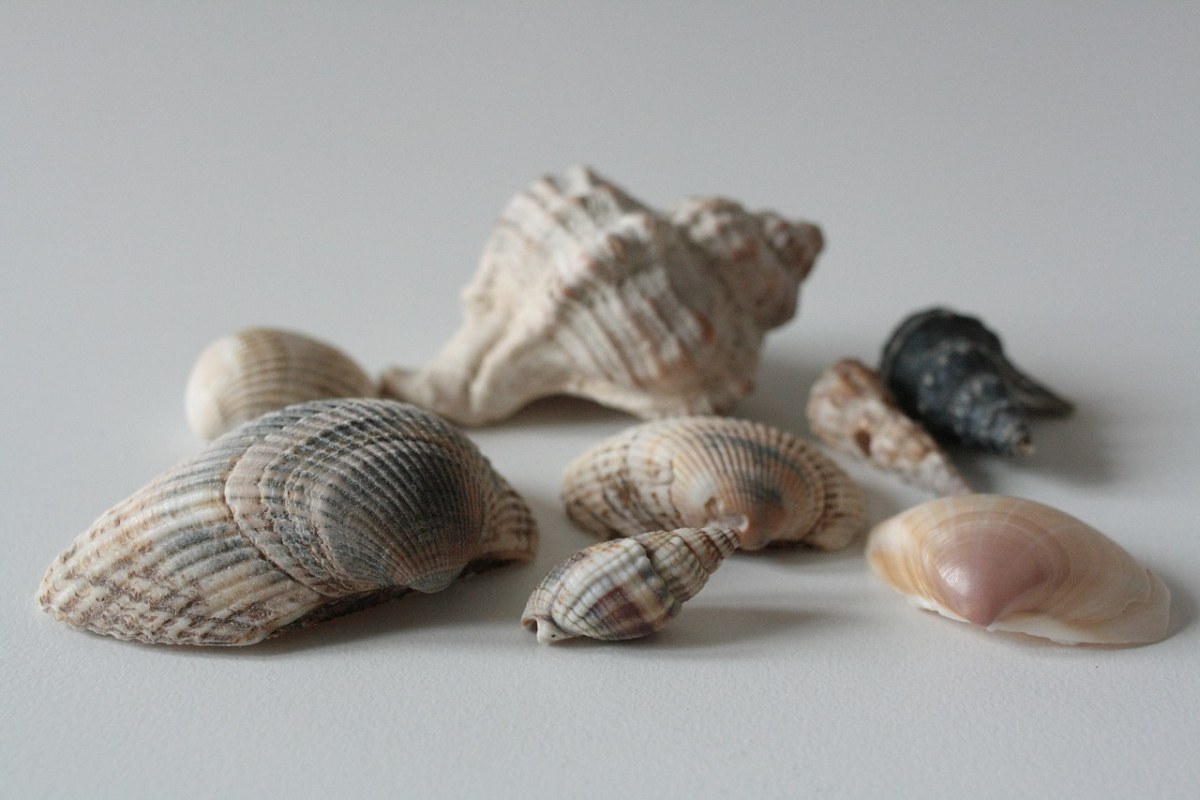 贝壳、外壳、海免费图片