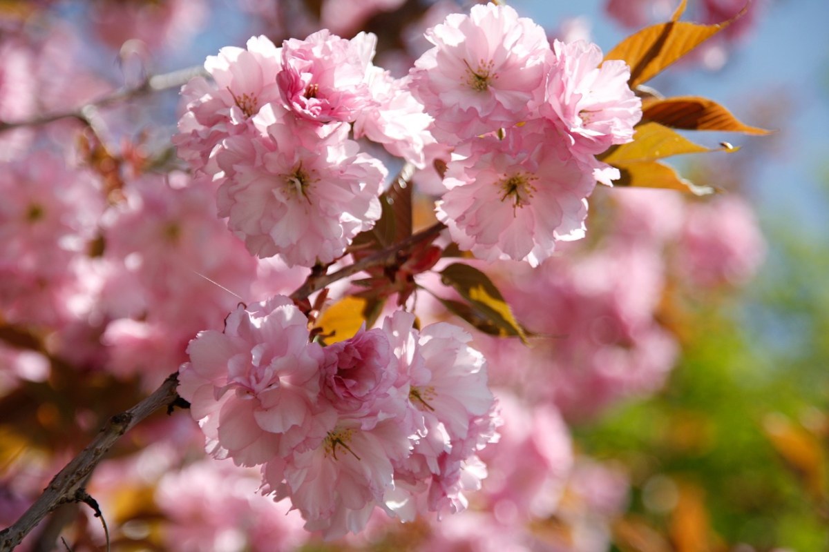 高清晰粉红色浪漫的樱花