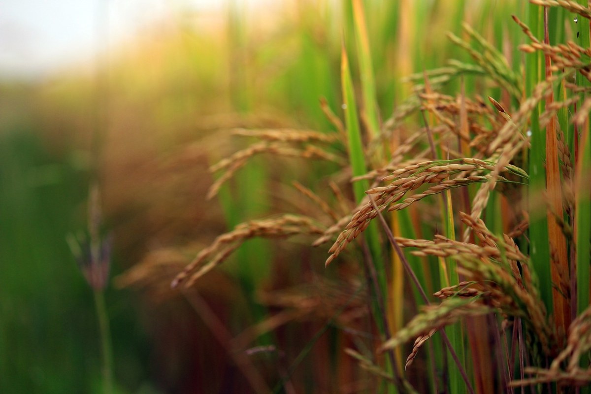 稻田、水稻作物、农业免费图片