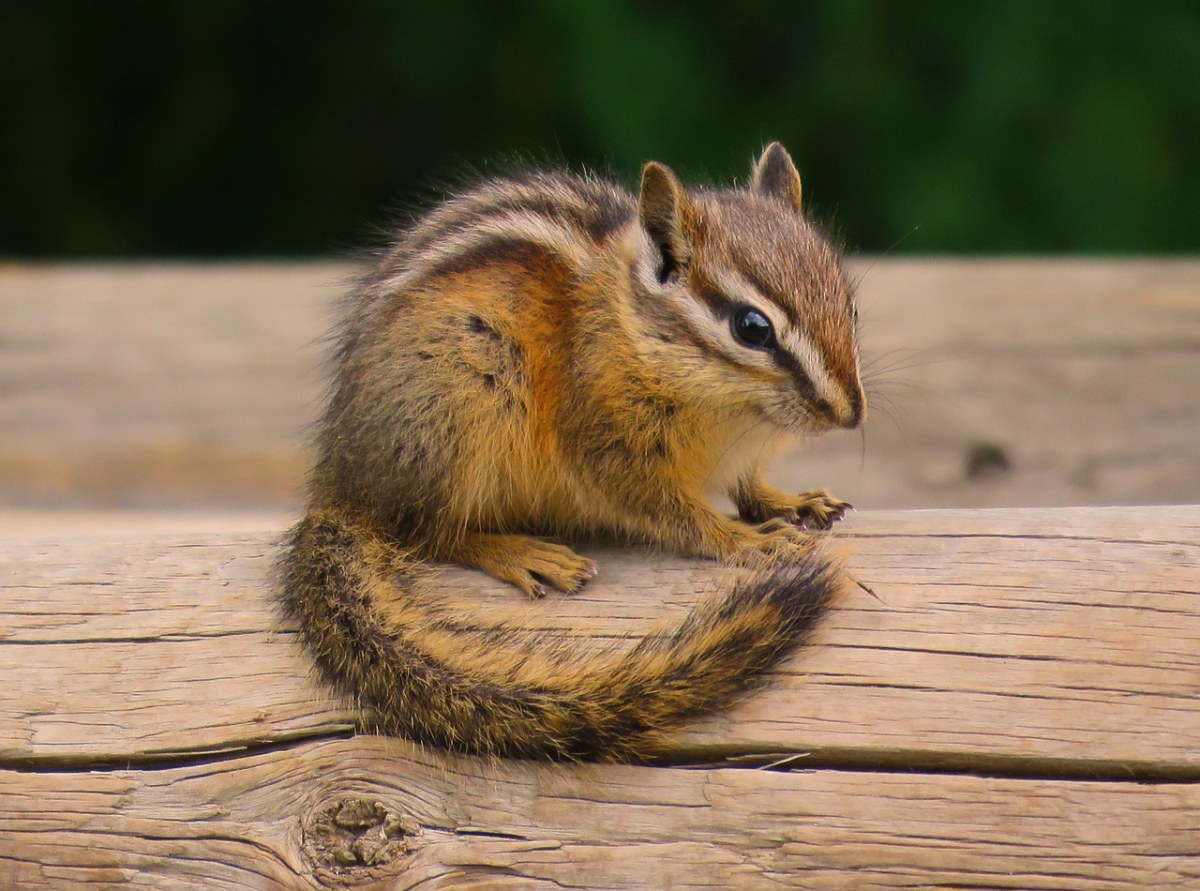 金花,野生动物,可爱