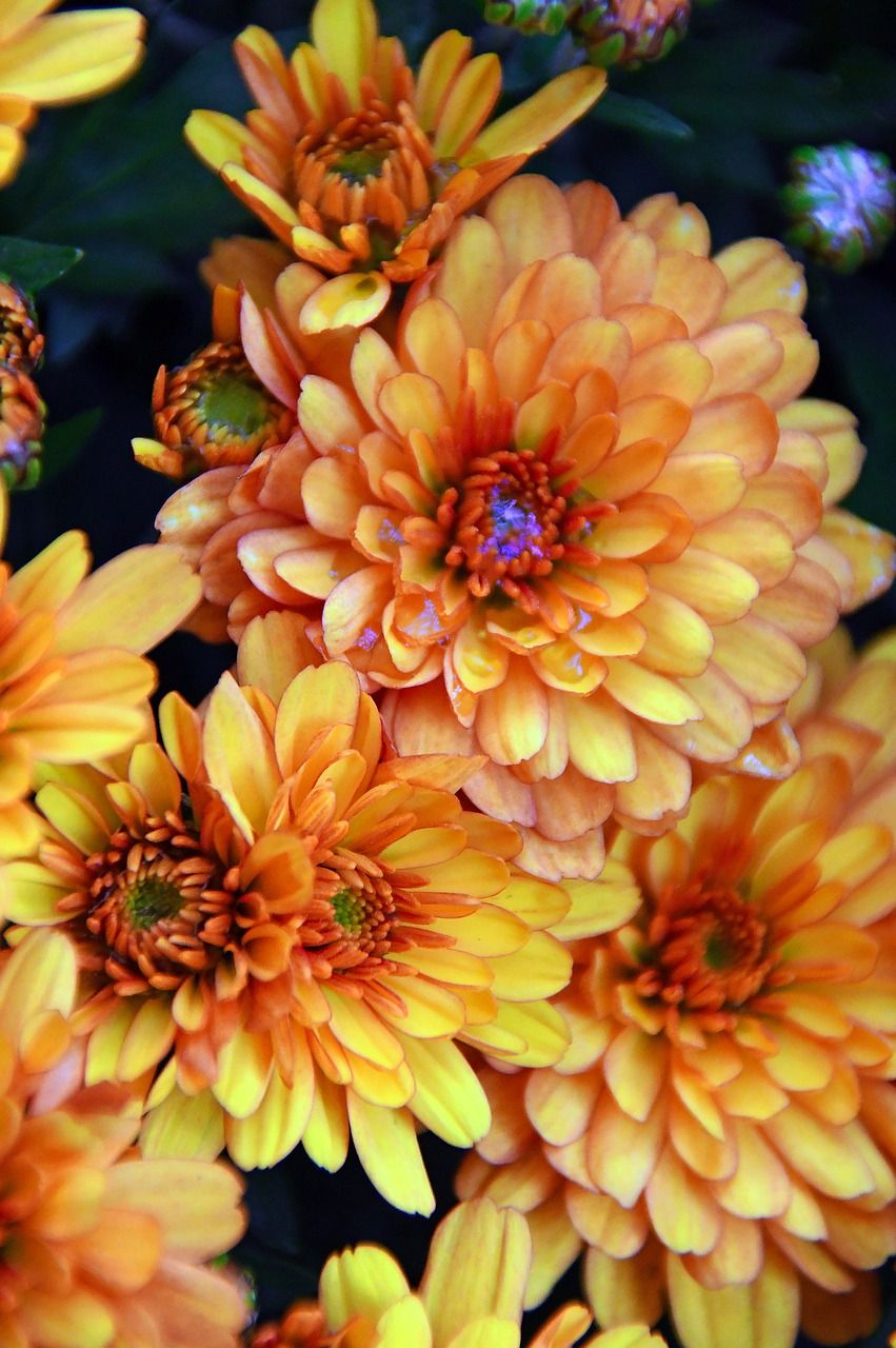 秋季,秋花,菊花