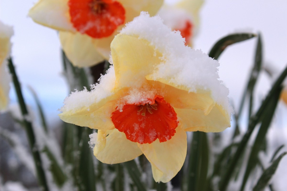 喇叭水仙上的残雪免费图片