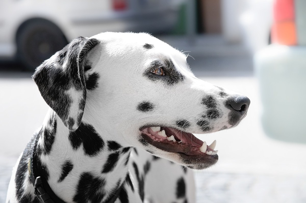 动物,dalmatian,狗