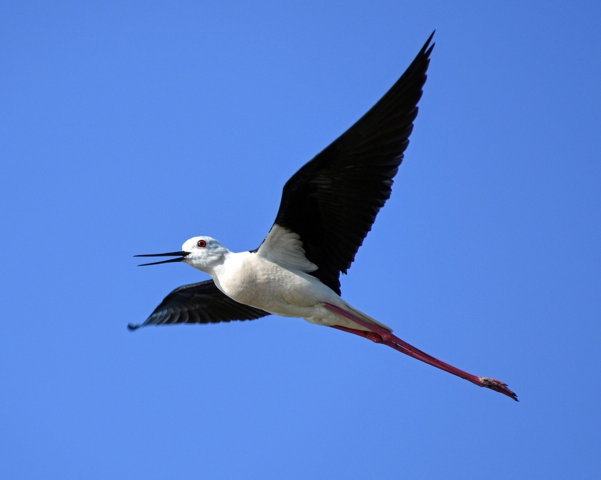 黑色的翅高跷、飞行、鸟免费图片