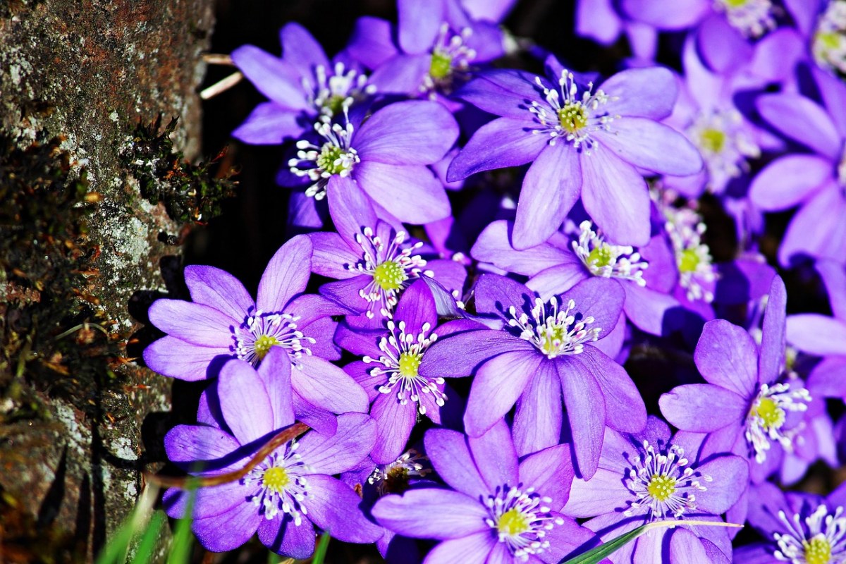 盛开的紫色花朵免费图片