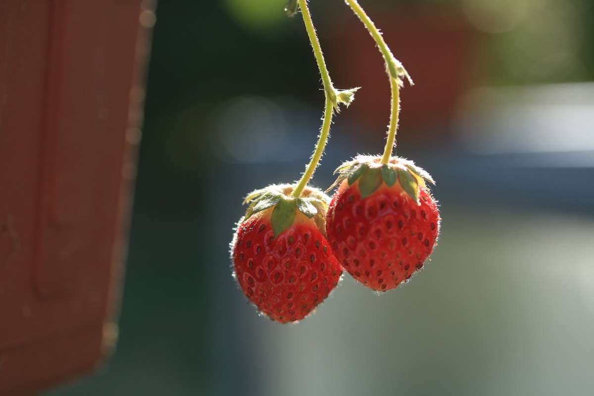 草莓、水果、健康免费图片