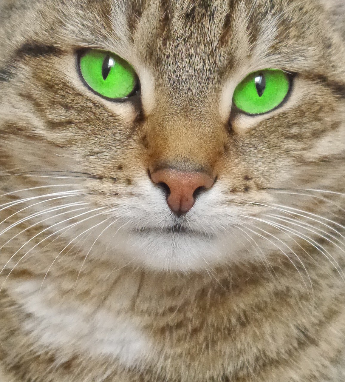 è,ɫ,ɫ۾