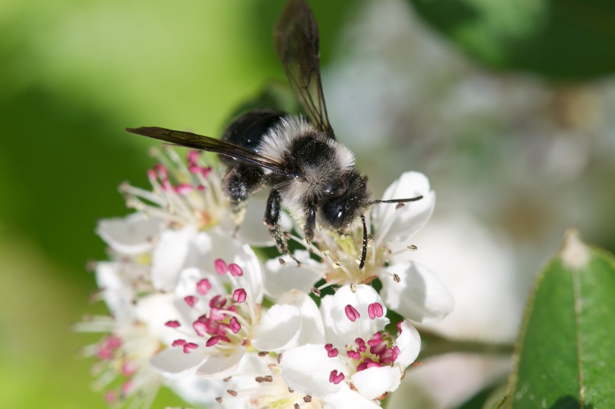 春天的野蜂采花免费图片