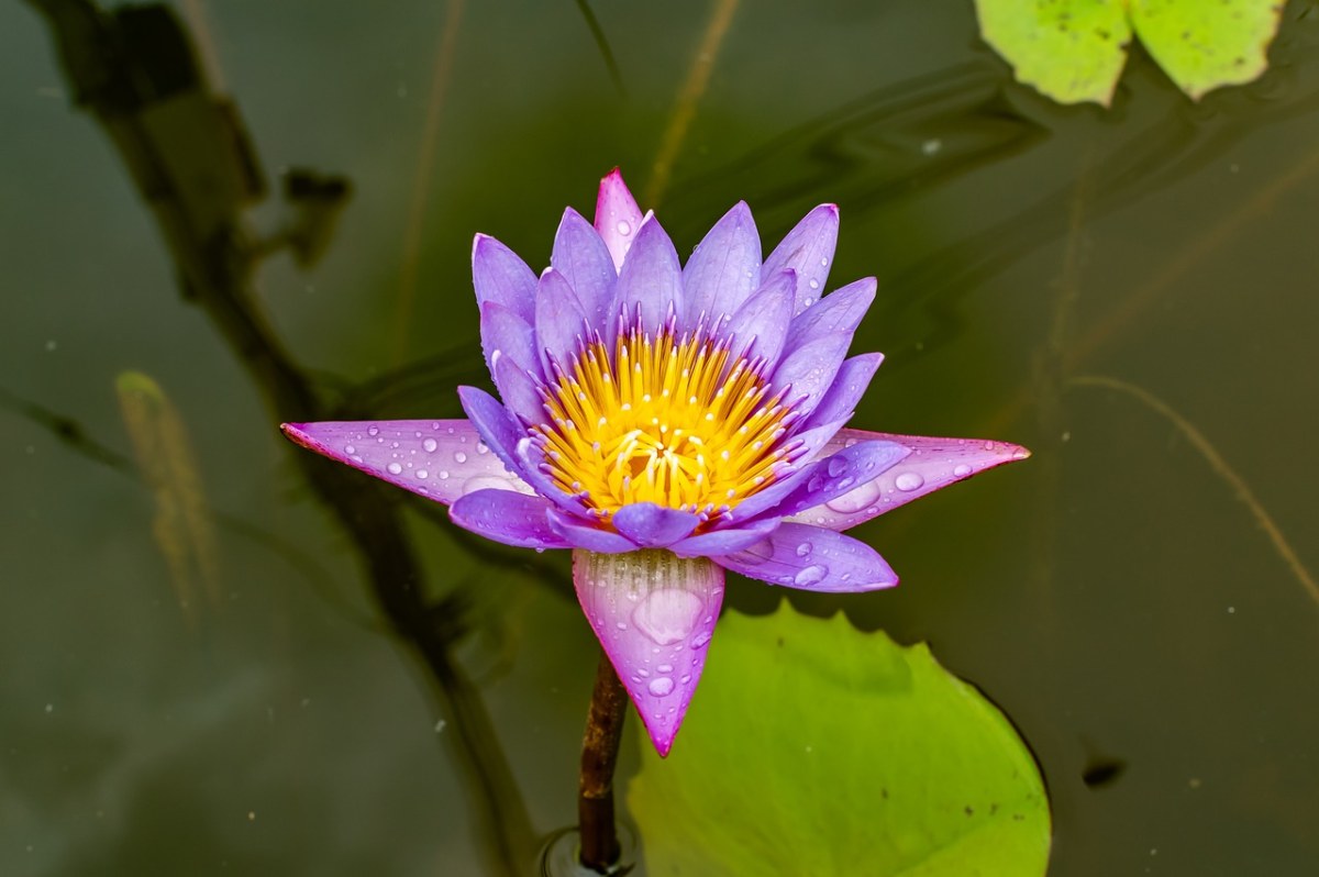 莲花、花、水免费图片