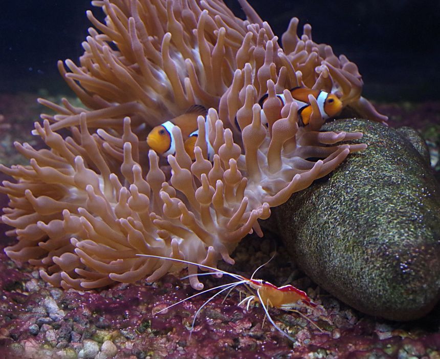 小丑魚蝦水族館