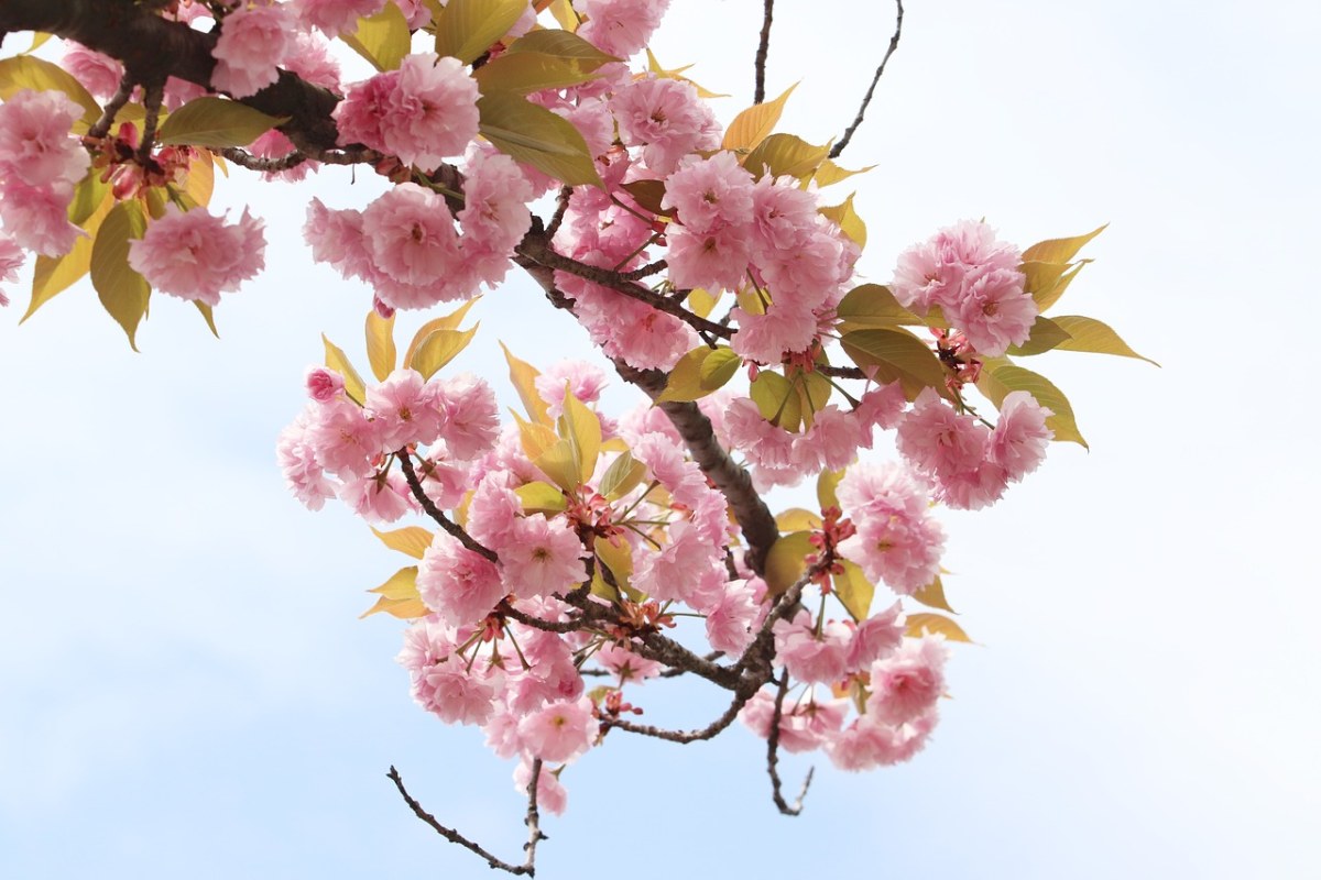 春天的粉红色樱花花朵免费图片