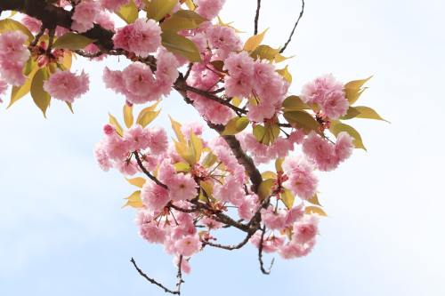 春天的粉红色樱花花朵