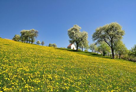 春天的蒲公英花海风景图片