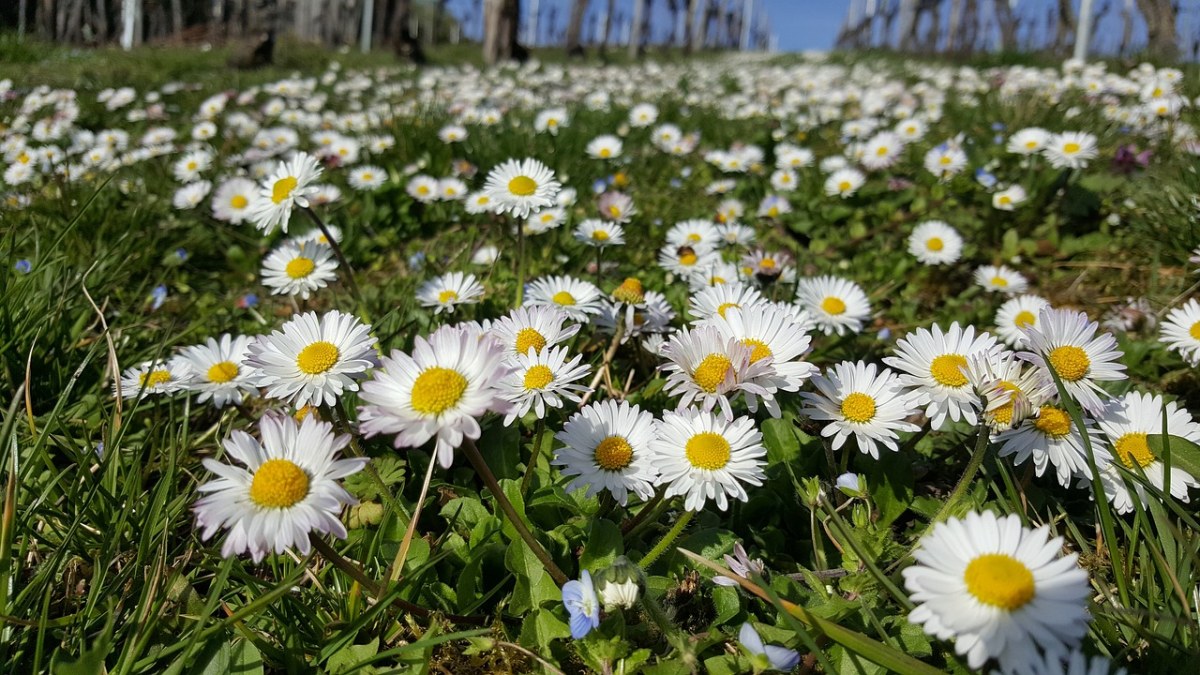 春天满地的白色雏菊小花朵免费图片