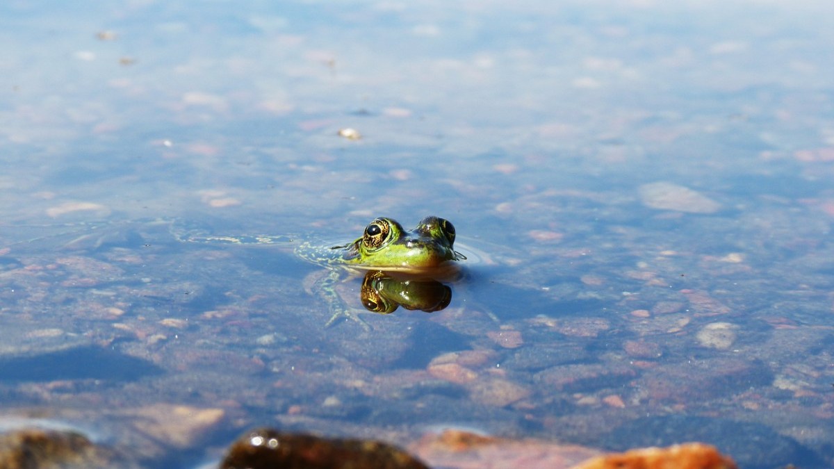 青蛙、水、湖免费图片