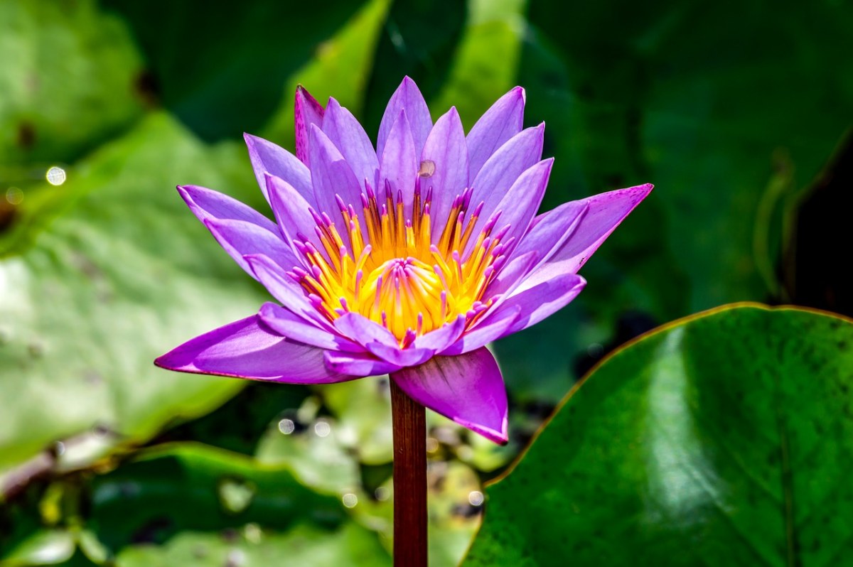 花莲、花、莲花免费图片