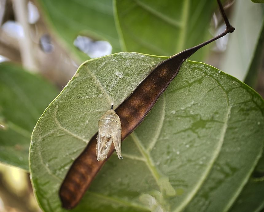 帝王蝶蛹,蚕蛹,君主