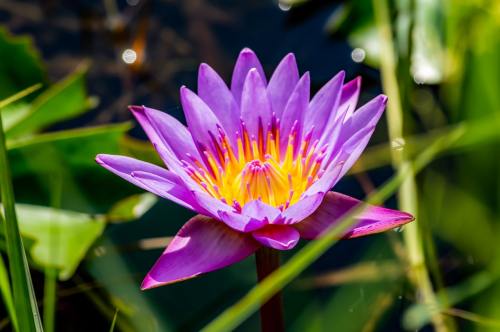 花莲、花、莲花