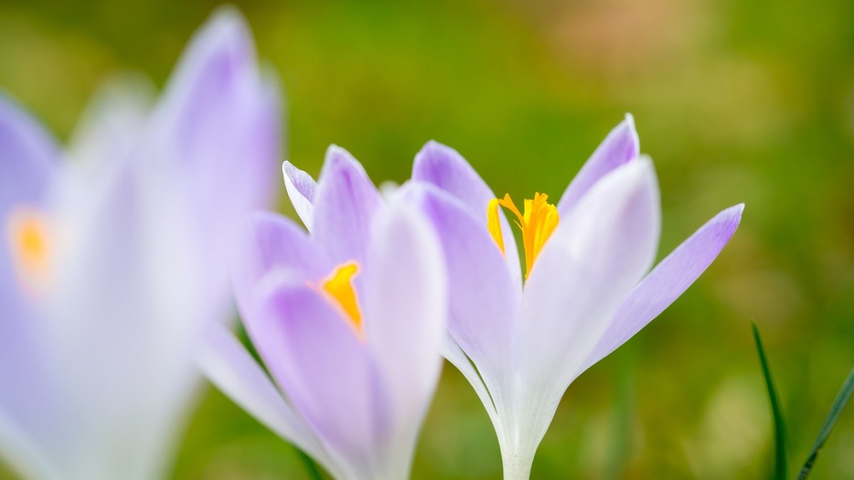 藏红花免费图片