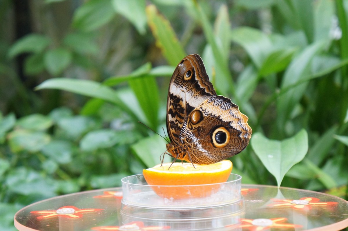 性质,动物,夏季
