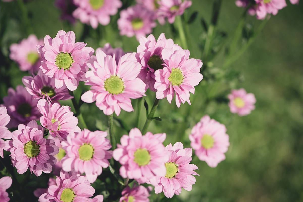 鲜花、粉红色、粉色花免费图片