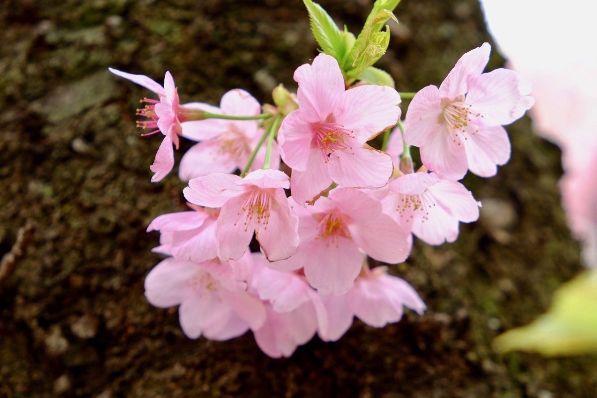 春天粉红色的花免费图片