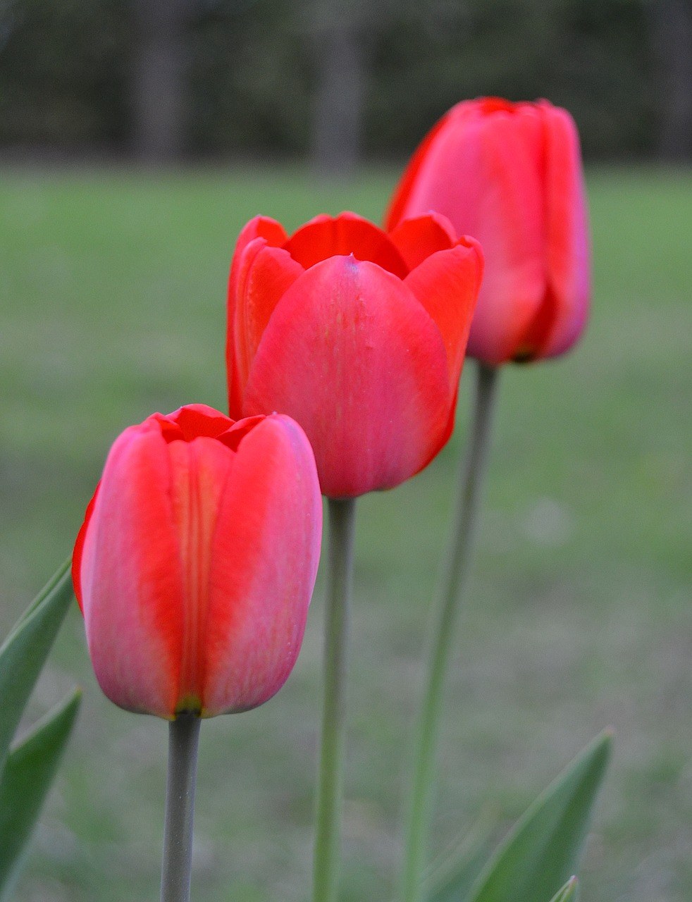 郁金香、鲜花、春免费图片