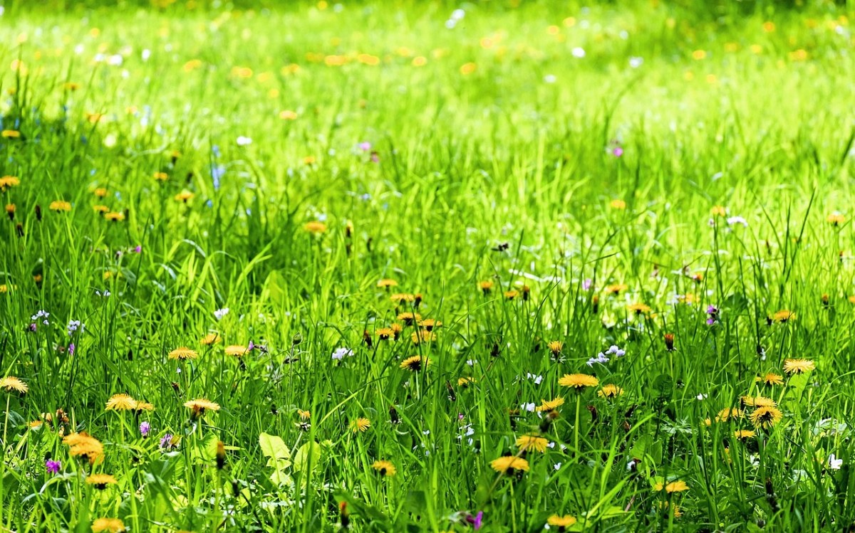 春天的草地与野花图片免费图片