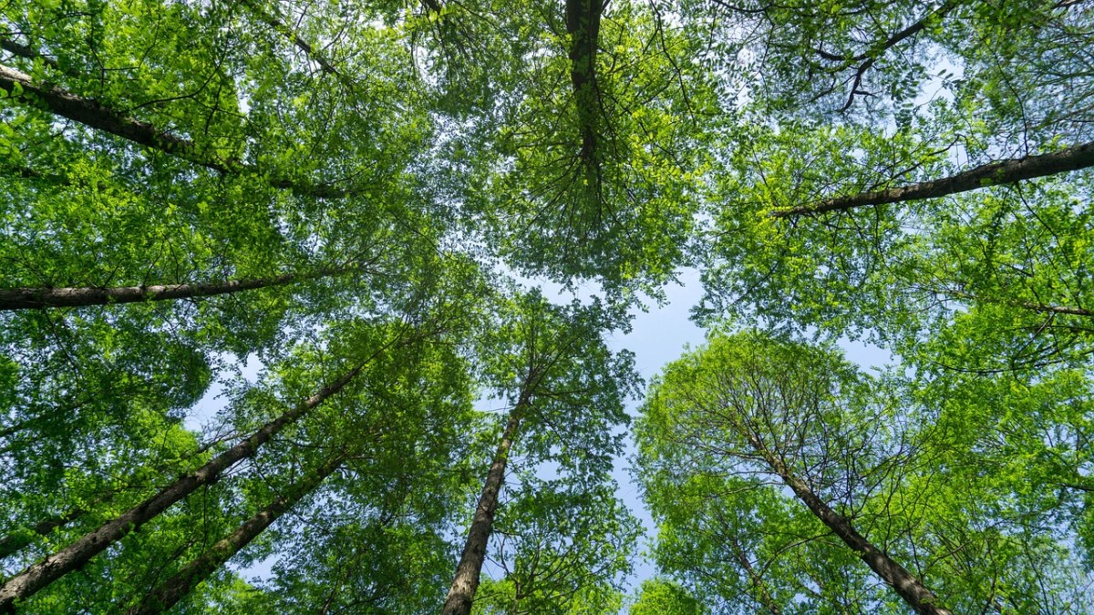 树,大自然,木 这张关于,树,大自然,木的免费可商用图片.