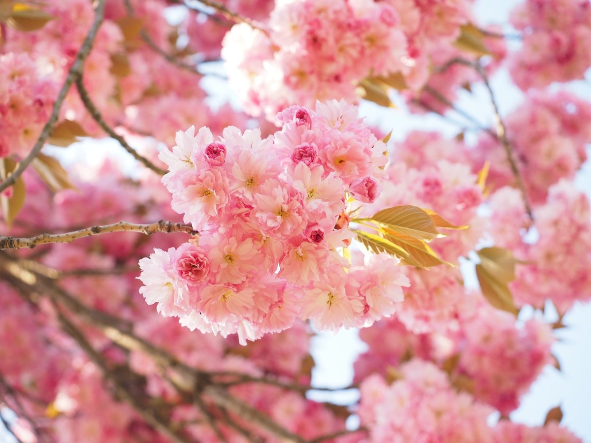 春天盛开的观赏樱花花朵图片免费图片