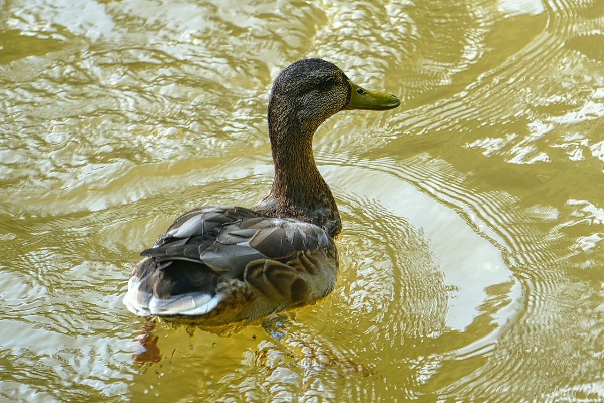 鴨,池塘,水