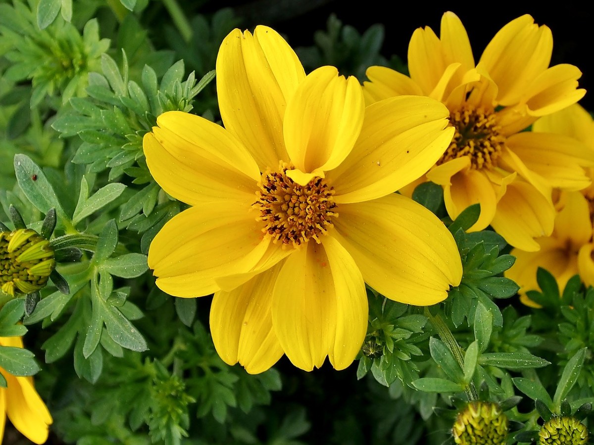 盛开的黄色花朵免费图片