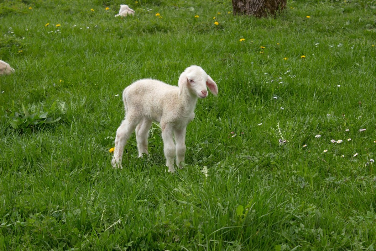 羔羊、春天、草地免费图片