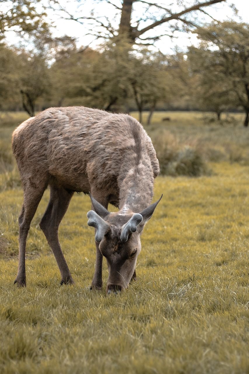 哺乳动物,动物,野生动物