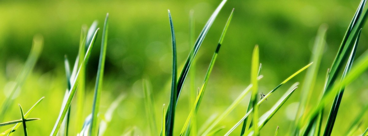 绿色的青草背景图免费图片