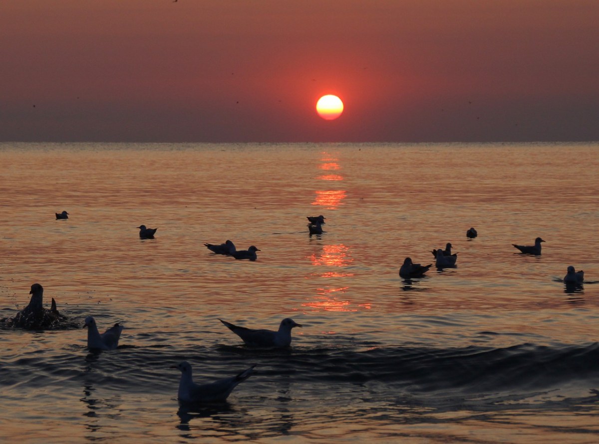 日出,水,海鸥