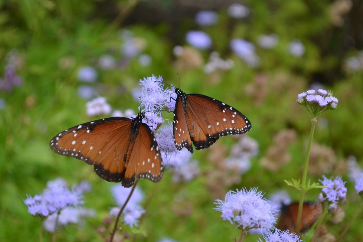 蝴蝶、昆虫、自然免费图片