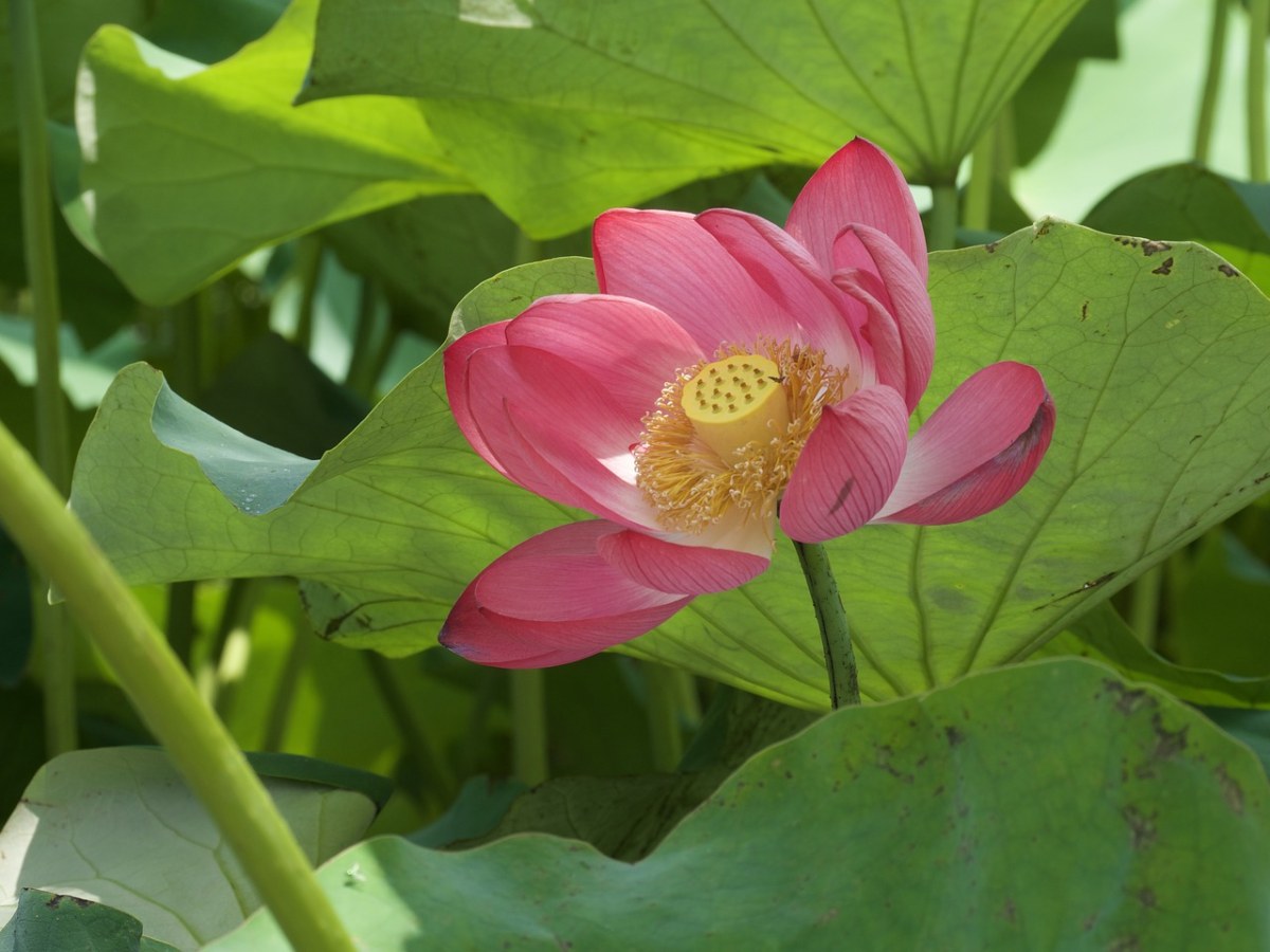 鲜花、莲花免费图片