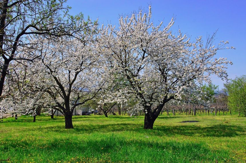 春天果園的果樹開花風景