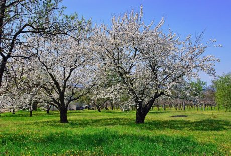 春天果园的果树开花风景