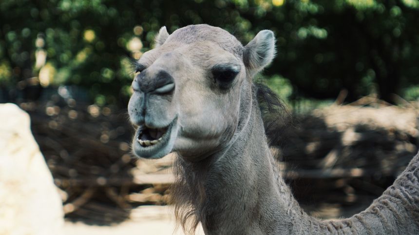 动物园动物走秀