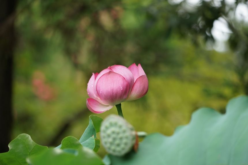 唐招提寺莲花图片