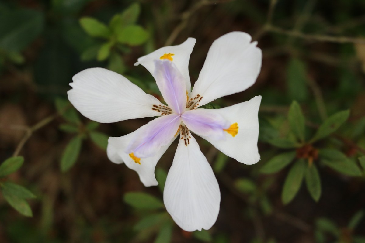 百合,洁白的花朵,六个花瓣
