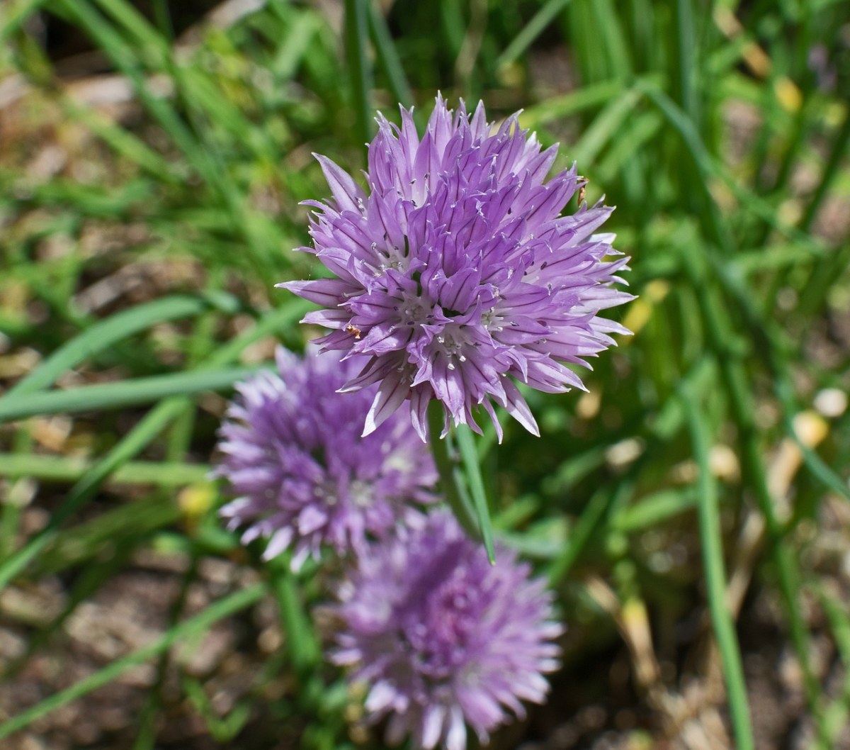 韭菜,草本植物,开花