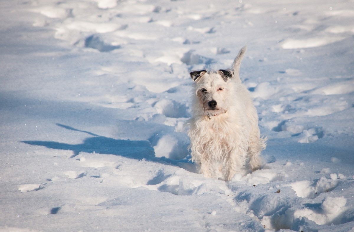 小猎犬,狗,雪