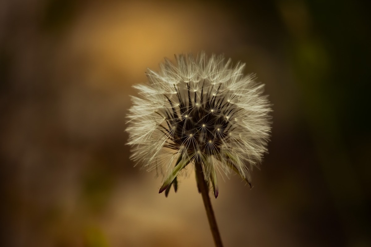 自然、植物区系、花免费图片